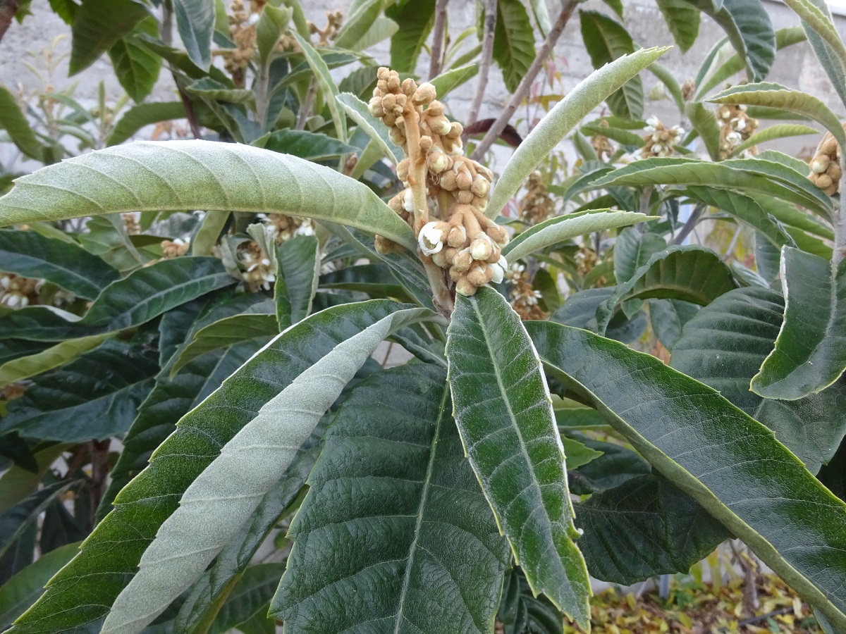Eriobotrya japonica (Rosaceae)